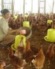 Tài liệu tập huấn Kỹ thuật chăn nuôi gà trong nông hộ: Phần 1 -  NXB Nông nghiệp
